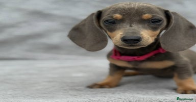 Miniature Dachshund dogs - Advert 4