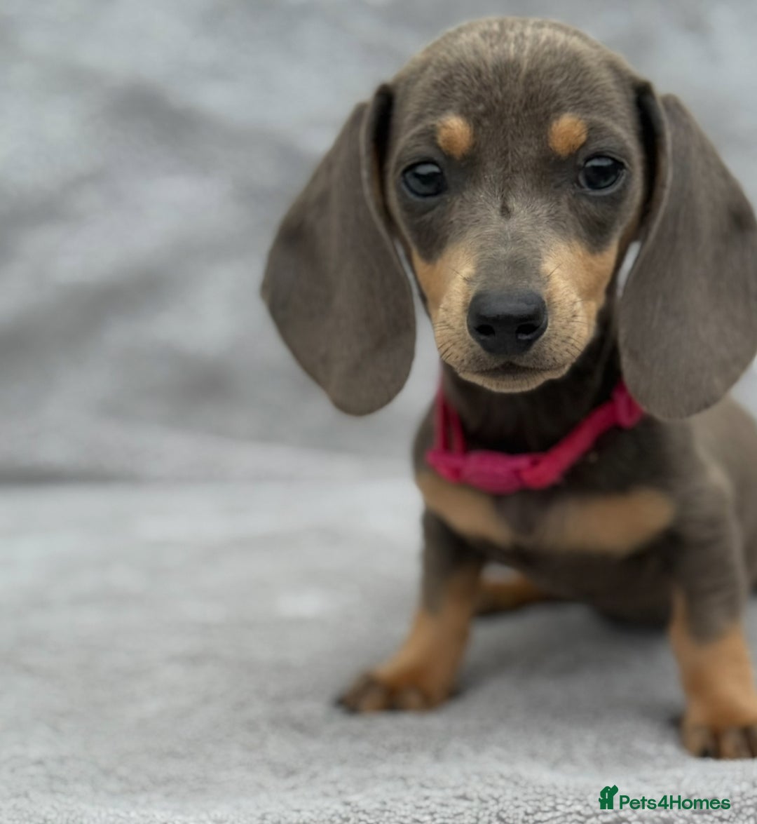 Miniature Dachshund dogs for sale: Kc Reg Miniature Dachshund Puppies  - Image 1