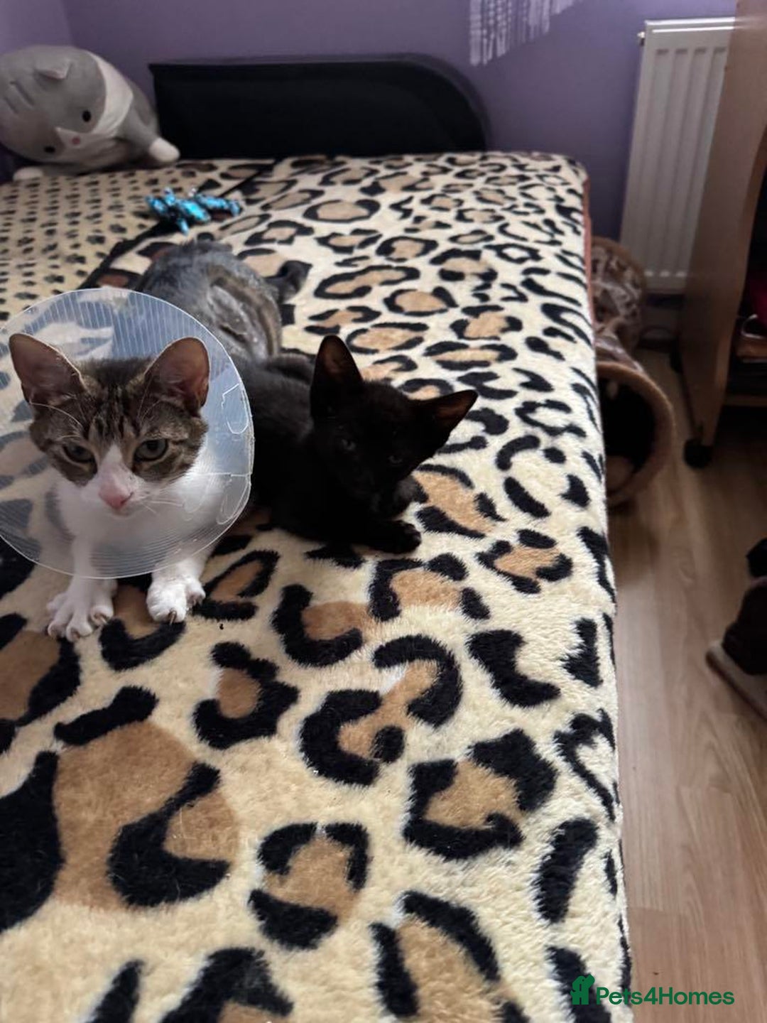 Mixed Breed cats for sale: Stray cat for Adoption - Image 3
