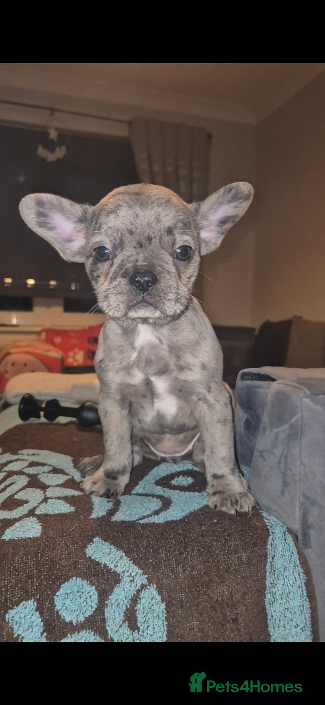 French Bulldog dogs for sale: 5 french bulldogs left!! Ready now! - Advert 32
