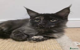 Maine Coon cats for sale: One TICA-Registered Maine Coon Kittens Available - Image 1