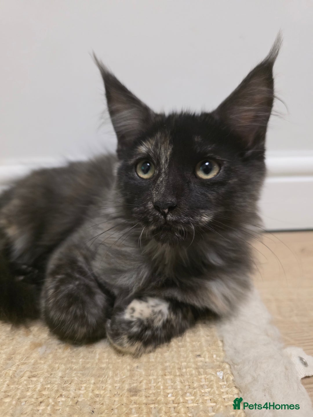 Maine Coon cats for sale: One TICA-Registered Maine Coon Kittens Available - Image 1