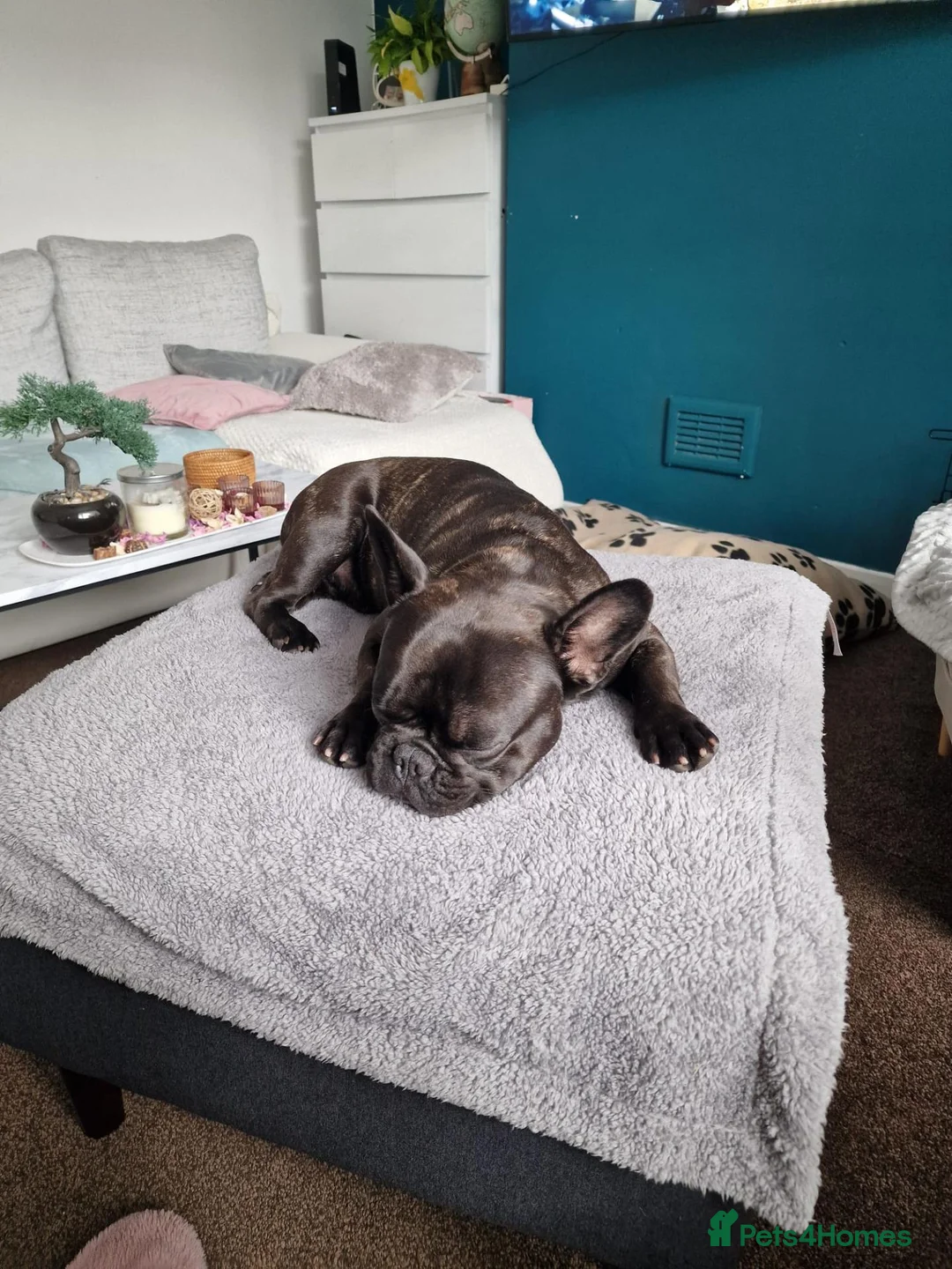 French Bulldog dogs for sale: Rocky - French Bulldog - For sale in Halifax - Advert 2
