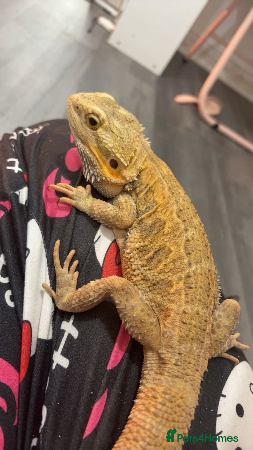 Bearded Dragon reptiles Bearded dragon  - Advert 1