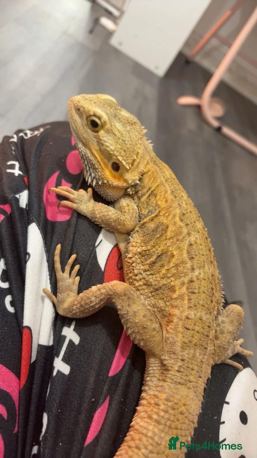 Bearded Dragon reptiles for sale: Bearded dragon  - Advert 1