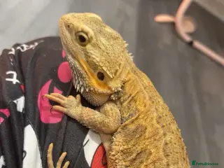 Bearded Dragon reptiles Bearded dragon - Advert 1