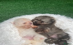 Pomeranian dogs for sale: Pomeranian toy  - Image 5
