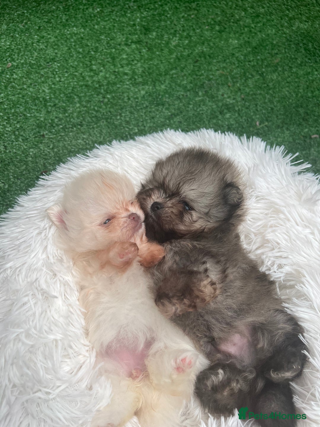Pomeranian dogs for sale: Pomeranian toy  - Image 5