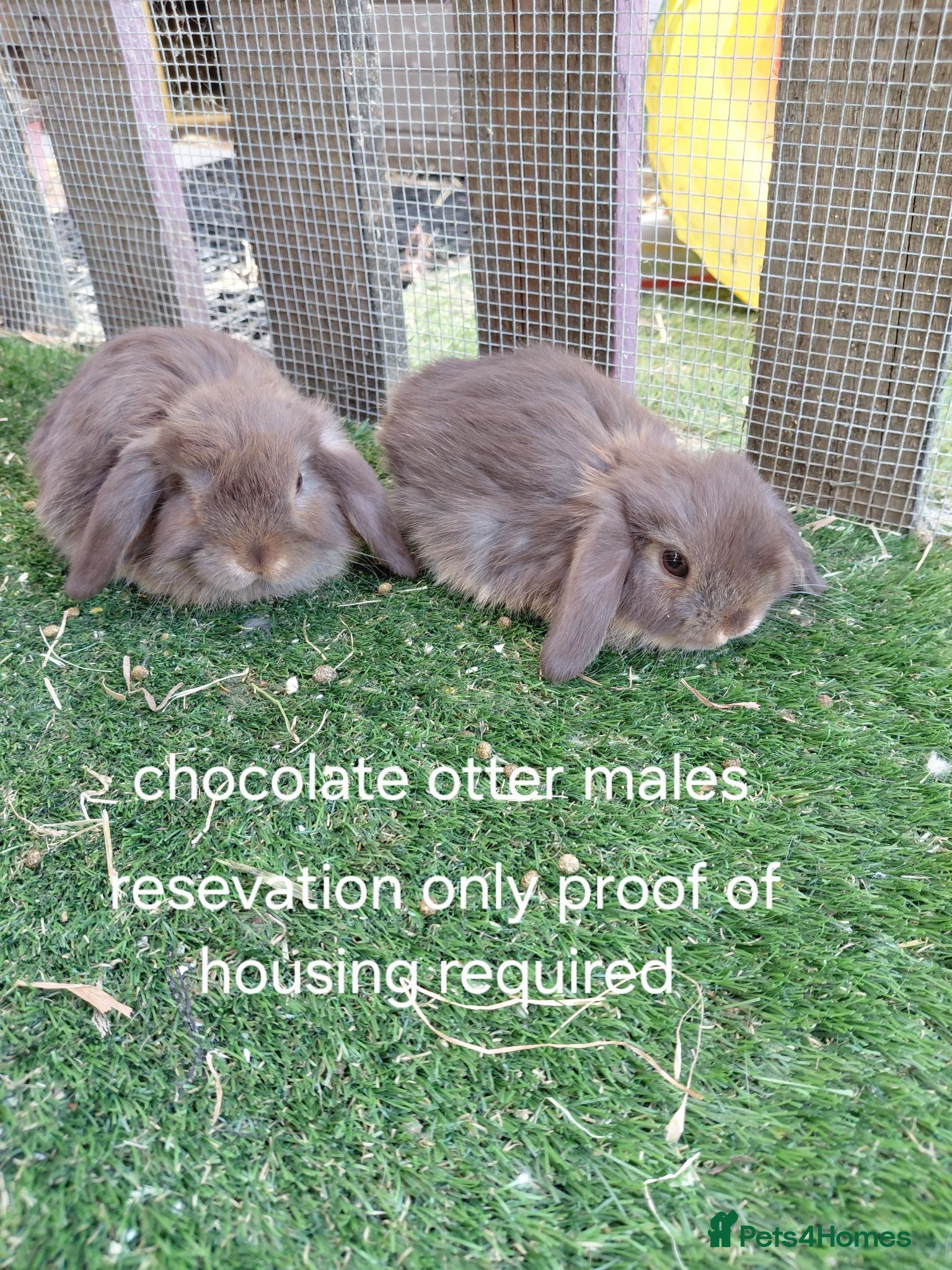 Mini Lop rabbits Vaccinated tiny minis only bucks available  - Advert 7