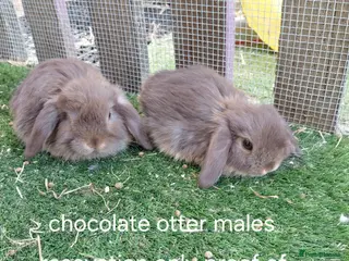 Mini Lop rabbits Vaccinated tiny minis only bucks available - Advert 7