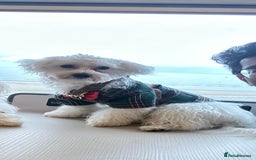 Maltese dogs for sale: LOYAL & LOVING BOW LOOKING FOR NEW HOME  - Image 3