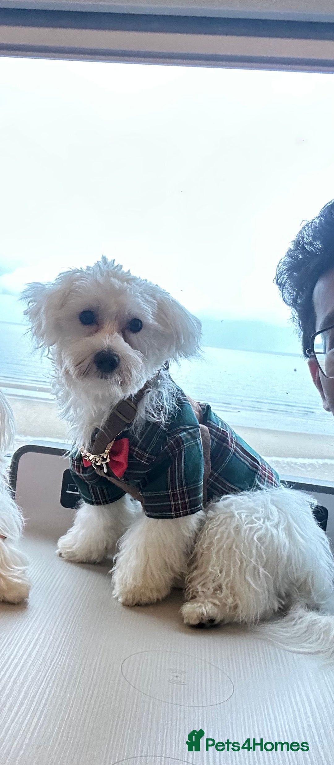 Maltese dogs for sale: LOYAL & LOVING BOW LOOKING FOR NEW HOME  - Image 3