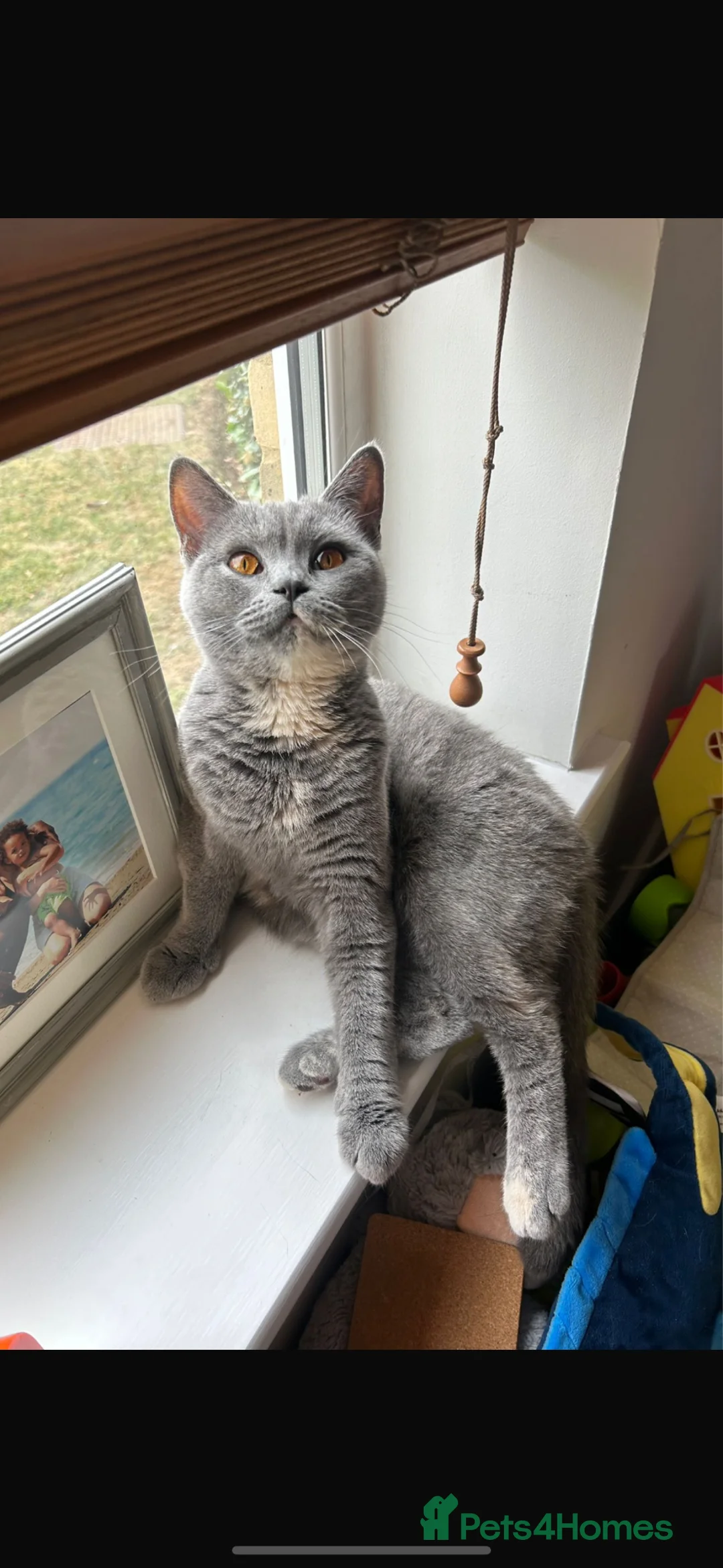 British Shorthair cats for sale: Gorgeous Luna for rehoming  in Leatherhead - Advert 2