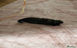 Shih Tzu dogs for sale: is ready for a new loving family  - Image 3