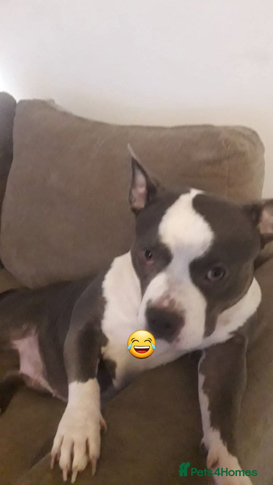 Mixed Breed dogs for sale: 3 month old pocket bullies  - Advert 1