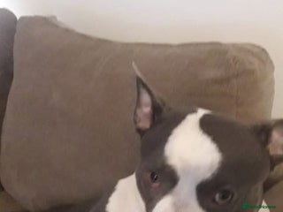 Mixed Breed dogs 3 month old pocket bullies - Advert 1