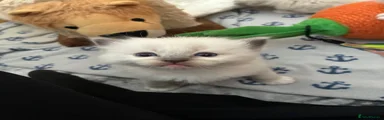 Ragdoll 2