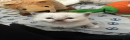 Ragdoll cats for sale: Beautiful male ragdoll kittens - Advert 38