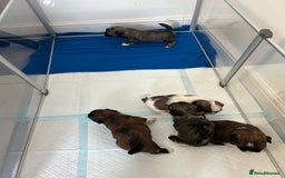 Lhasa Apso dogs for sale: Lhasa apso puppies  - Image 16