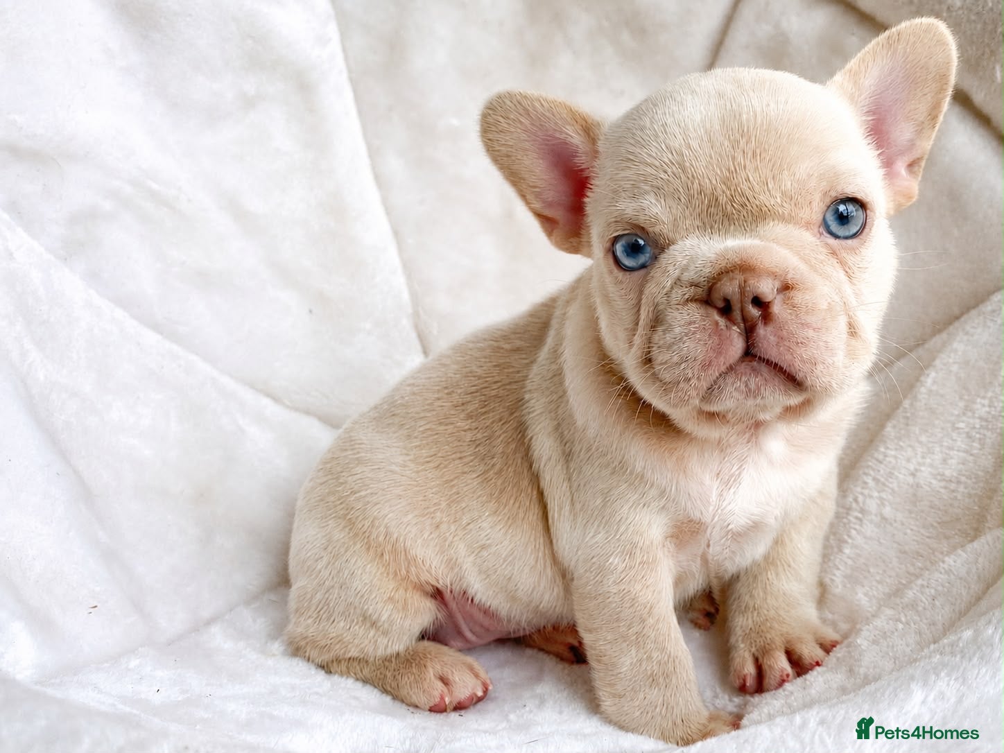French Bulldog dogs Cream French bulldog girl  - Advert 14