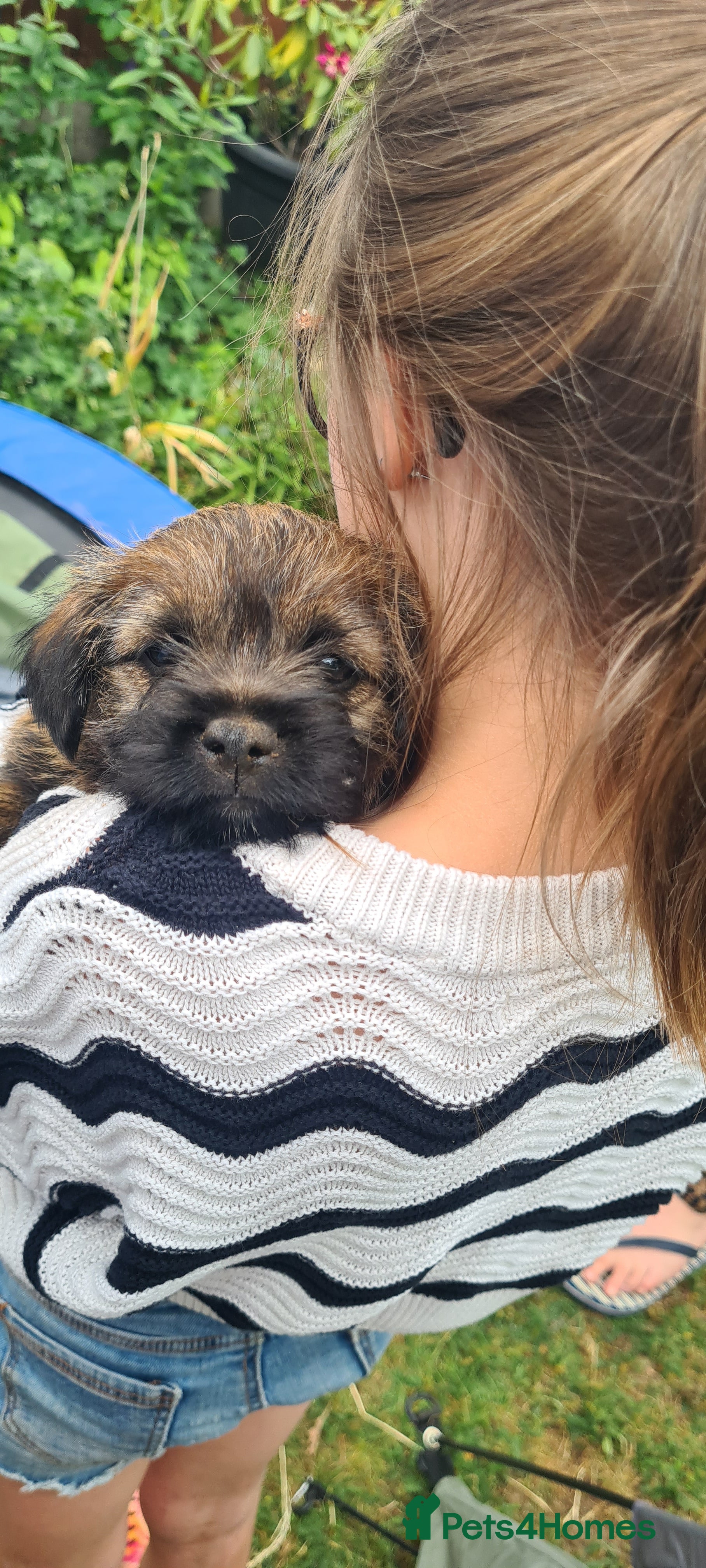 Border Terrier dogs for sale: Pedigree Border Terrier Puppies - Advert 4