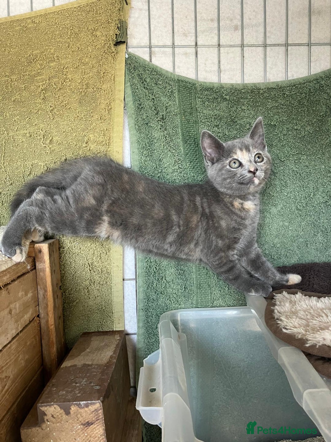 Mixed Breed cats for sale: Farm Reared Kittens x 4 - Image 7