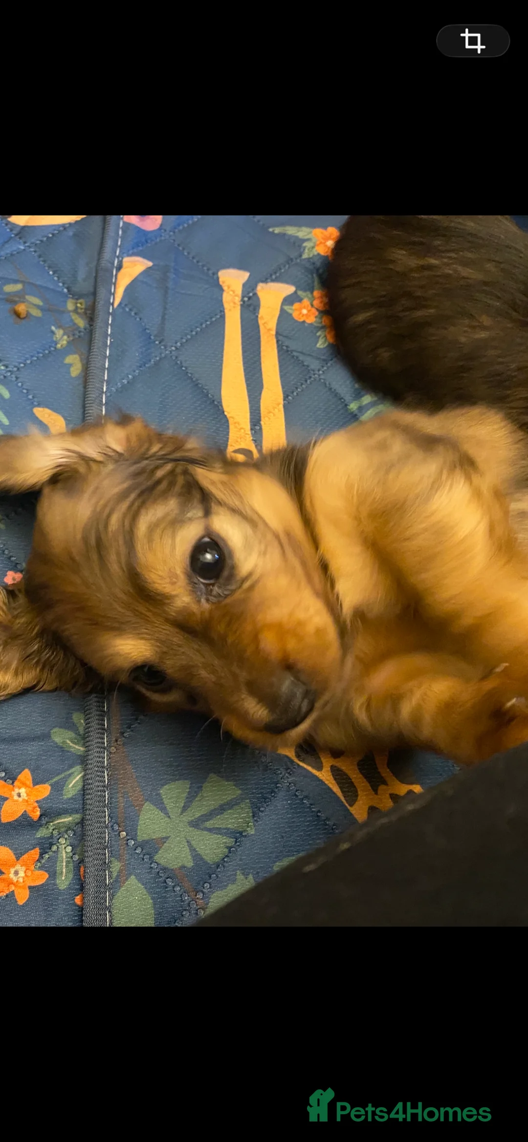 Miniature Dachshund dogs for sale: Adorable playful puppies - Advert 13