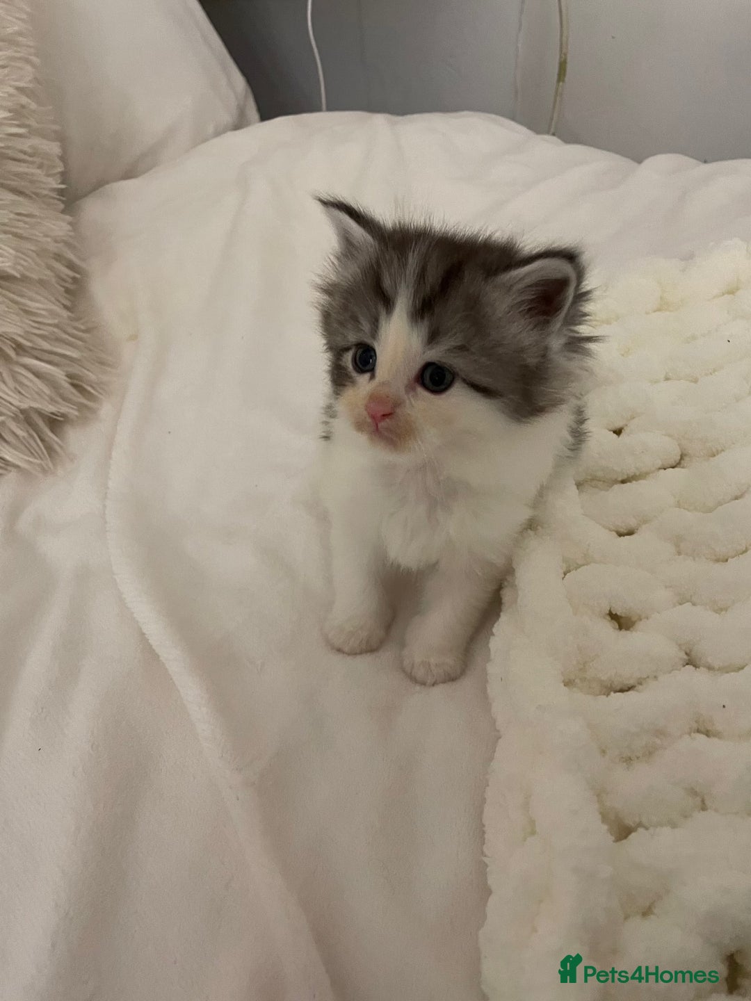 Maine Coon cats for sale: ✨Beautiful Mainecoon/Ragdoll mix kittens✨ - Advert 11