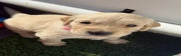 Golden Retriever dogs for sale: Golden retriever puppies - Advert 5