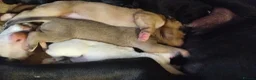 Mixed Breed dogs for sale: American mastiff  **  - Advert 6