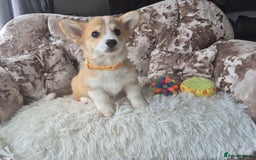 Welsh Corgi Pembroke dogs for sale: Kc registered female - Image 4