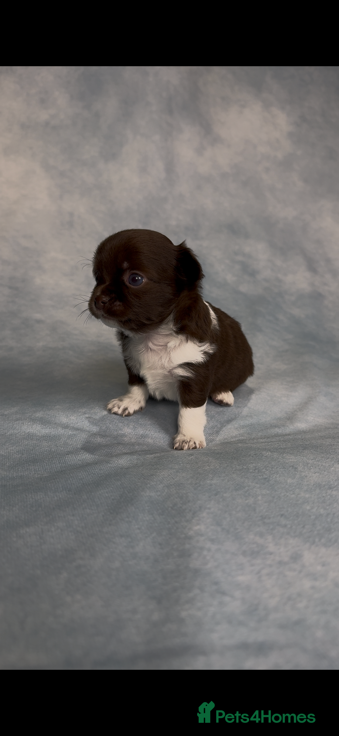 Chihuahua dogs for sale: Chihuahua puppies available on  ** s  - Advert 38