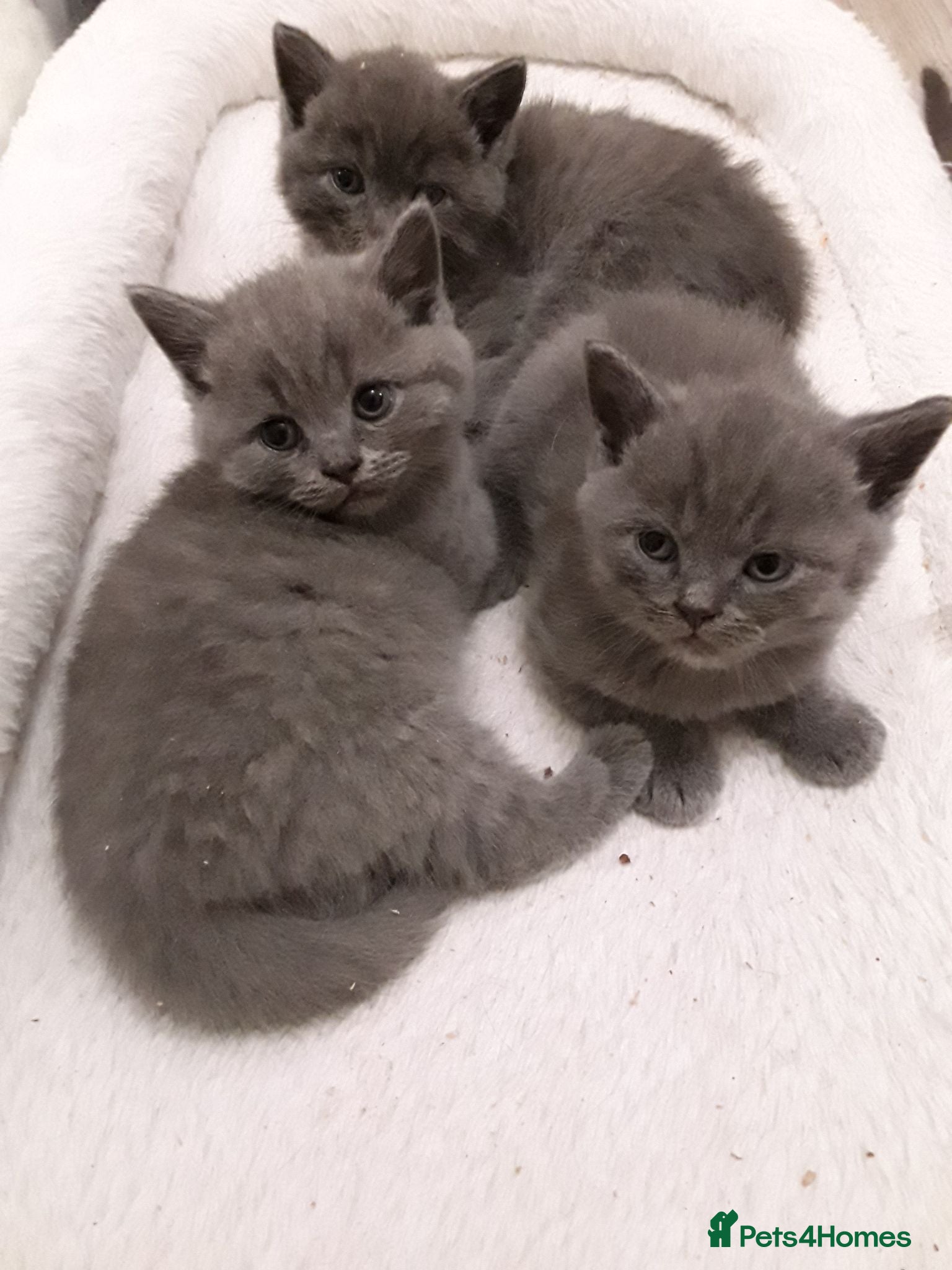 British Shorthair cats Beautifull pedigree bsh - Advert 1