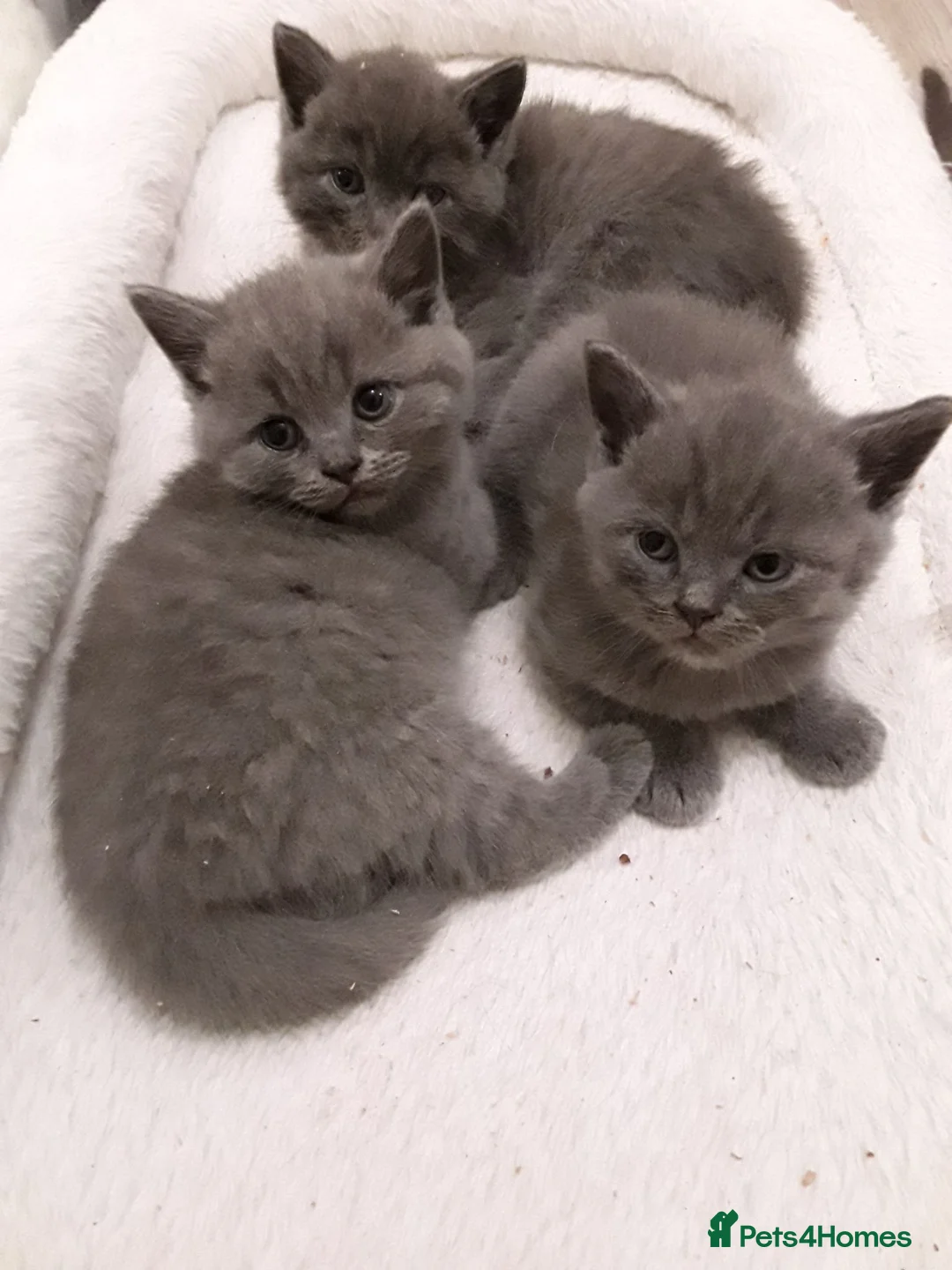 British Shorthair cats for sale: Beautifull pedigree bsh - Advert 1