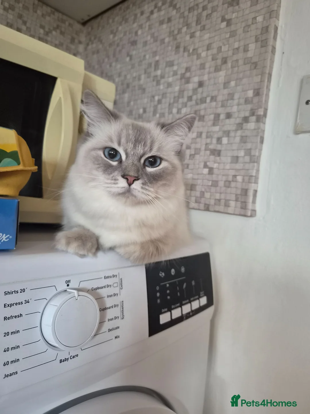 Ragdoll cats for sale: Ragdoll female  - Advert 5