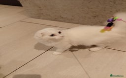 Scottish Fold cats for sale: ready now for there forever homes - Image 7