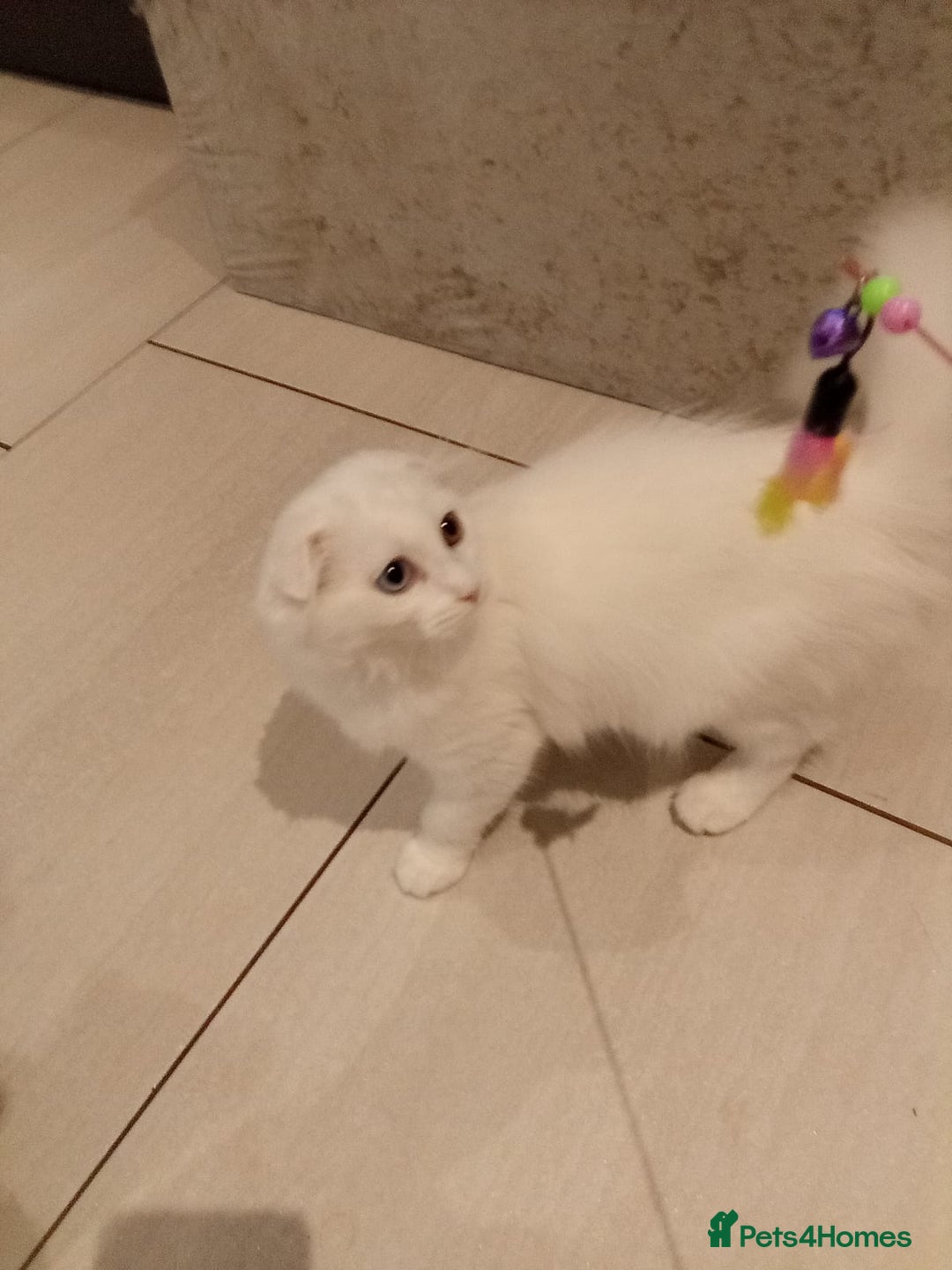 Scottish Fold cats for sale: ready now for there forever homes - Image 7
