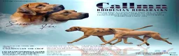Rhodesian Ridgeback dogs for sale: Rhodesian Ridgeback Puppies - Advert 2