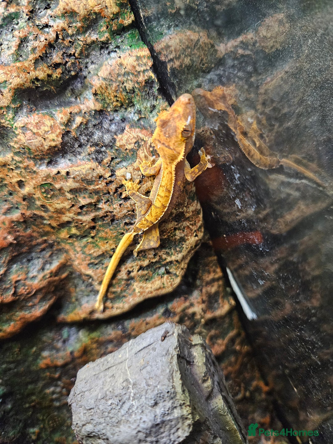 Gecko reptiles for sale: Crested gecko baby's - Advert 3