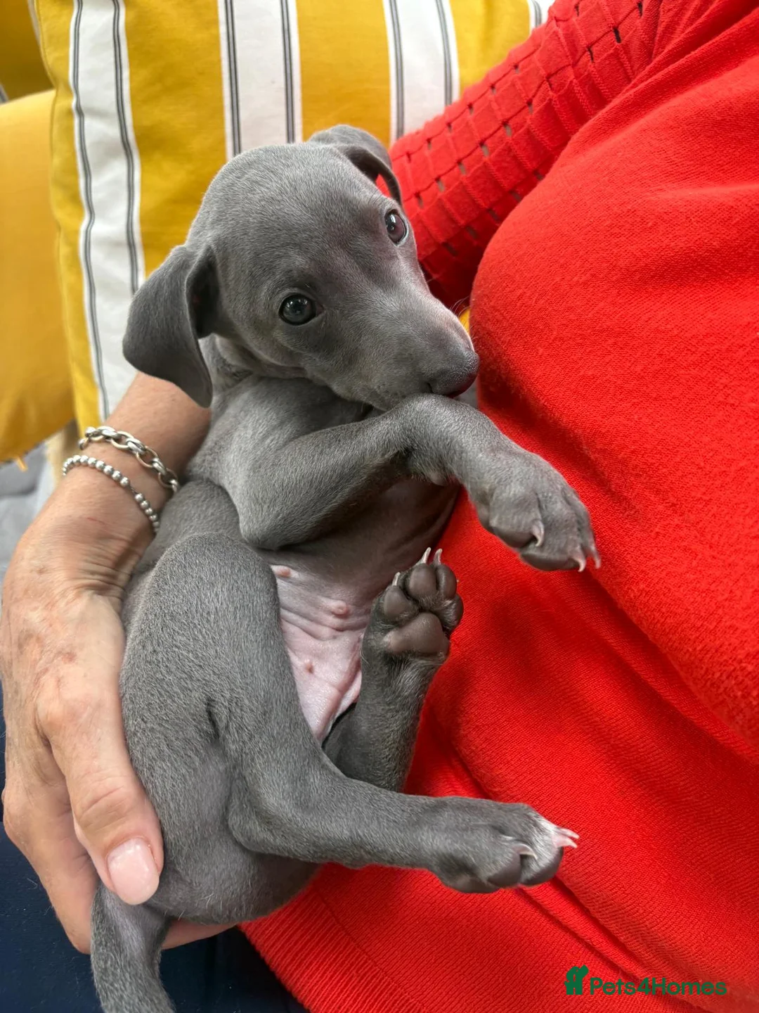 Italian Greyhound dogs for sale: Adorable and fun Italian Greyhound pups for sale. - Advert 2
