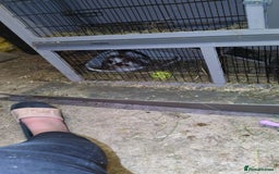 Mini Lop rabbits for sale: Brown n white mini lop for sale  - Image 4