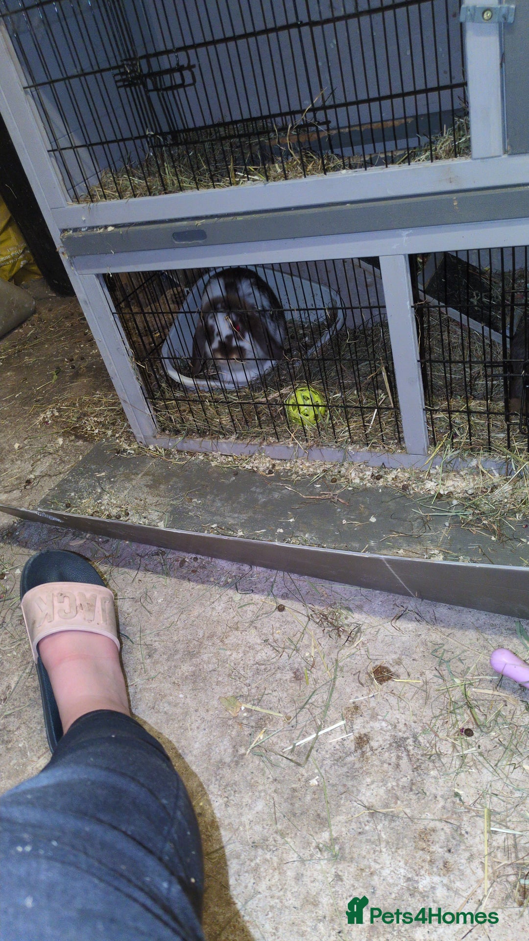Mini Lop rabbits for sale: Brown n white mini lop for sale  - Image 4