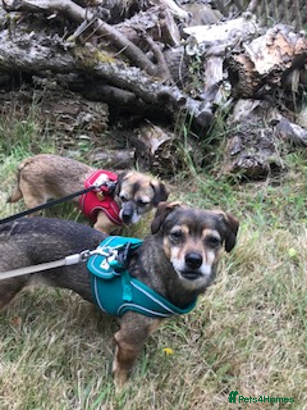 Mixed Breed dogs for adoption: Tiny mother & daughter - Image 5