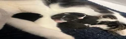 Domestic Shorthair cats for sale: 4 beautiful domestic shorthair kittens available💕 - Advert 5