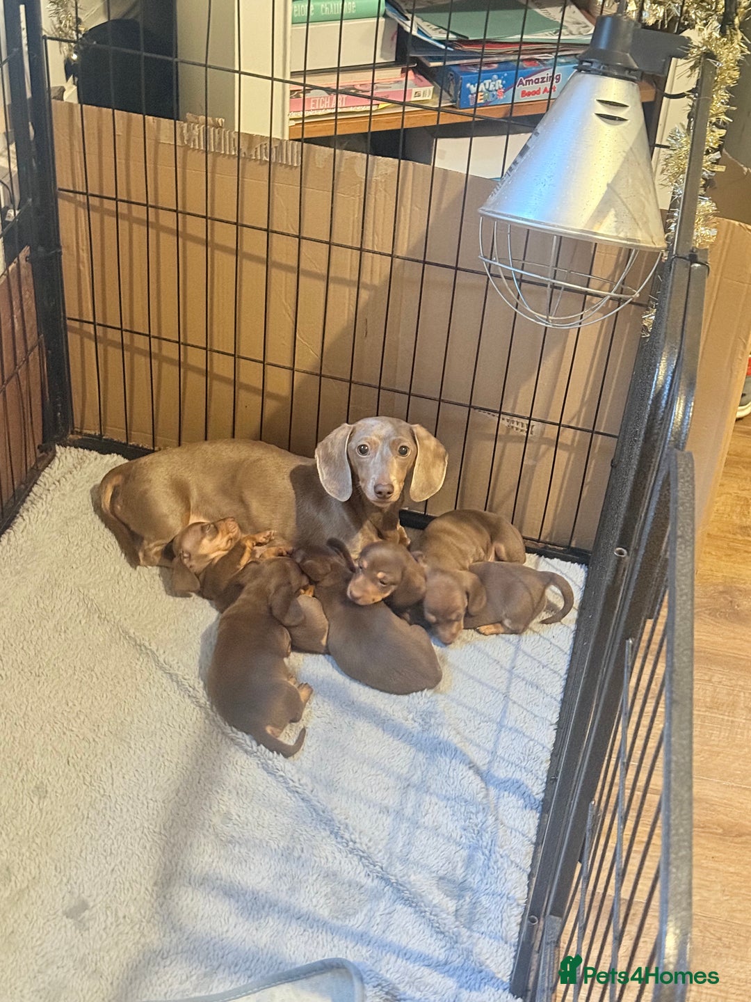 Miniature Dachshund dogs for sale: Gorgeous Chocolate & tan Miniature Dachshunds - Advert 8