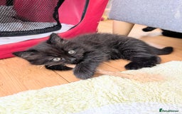 Scottish Fold cats for sale: Beautiful kittens are looking for a new home🥰✨ - Image 10