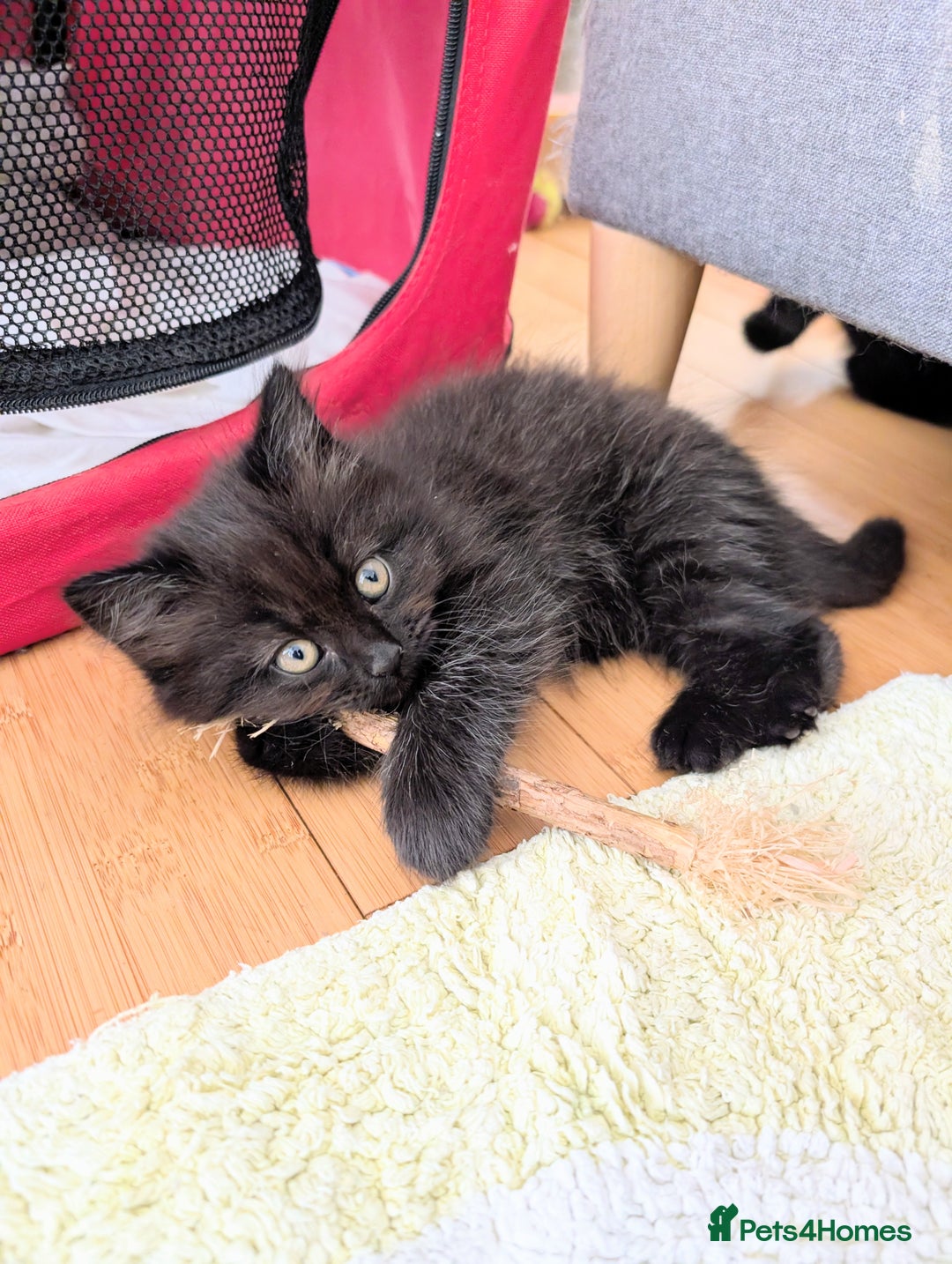 Scottish Fold cats for sale: Beautiful kittens are looking for a new home🥰✨ - Image 10
