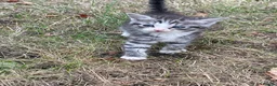 Mixed Breed cats for sale: Adorable Kittens in Lymington - Advert 7