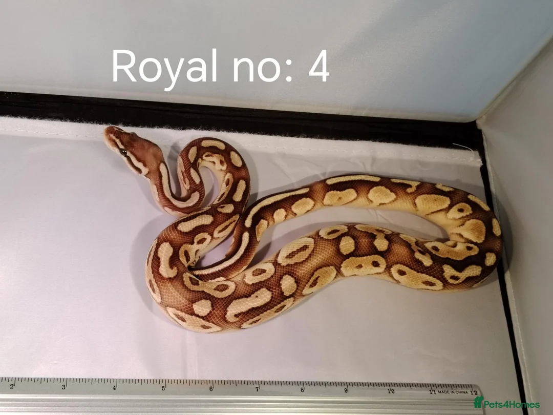 Python Snake reptiles for sale: ROYAL PYTHON JUVENILES - Advert 6