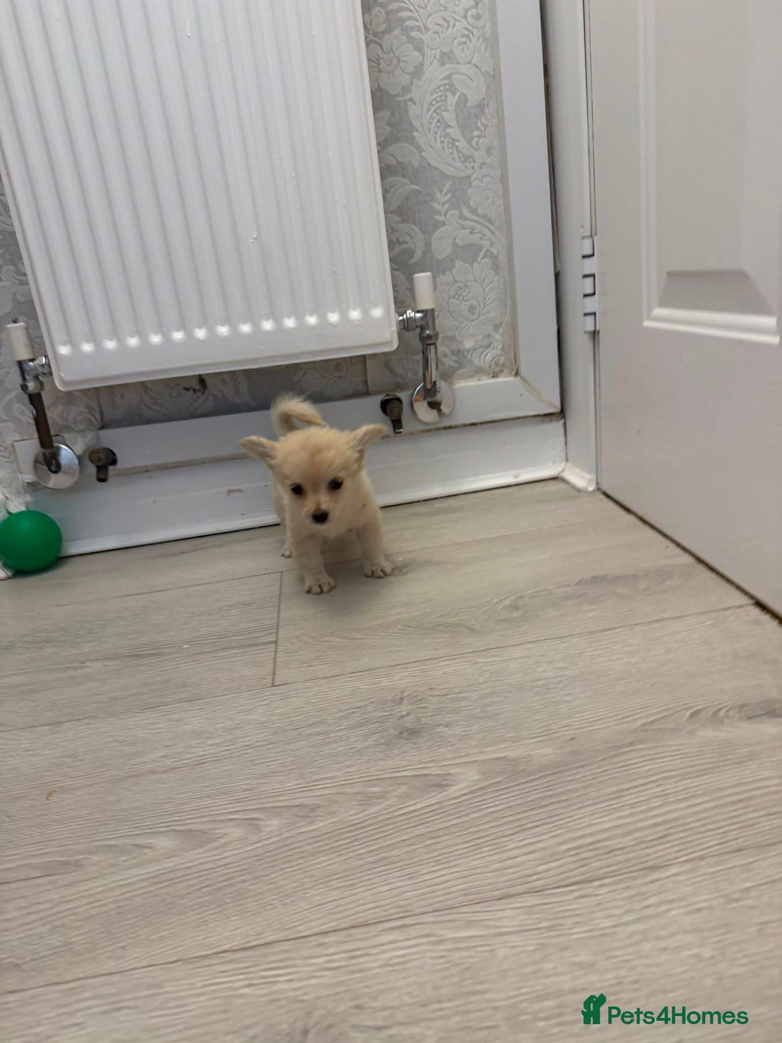 Pomchi dogs Pomeranian/chihuahua micro pups - Advert 1